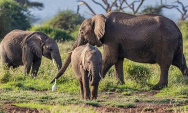 6-Day Maasai Mara, Nakuru, and Amboseli Kenya Budget Safari