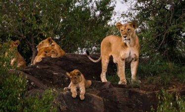 4-Day Maasai Mara Luxury Safari (By Air)