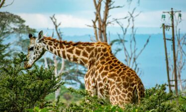 5-Day Lake Naivasha, Masai Mara Safari