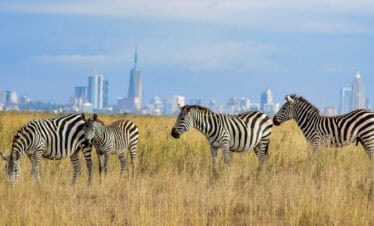 Nairobi National Park, Sheldrick Trust and Giraffe Center (Day Trip)