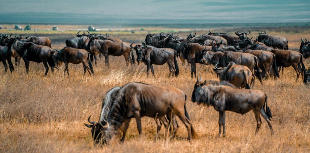 wildebeest